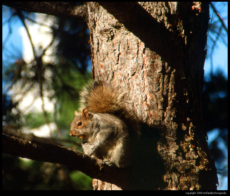 Squirrel, Cambridge, MA, 2000